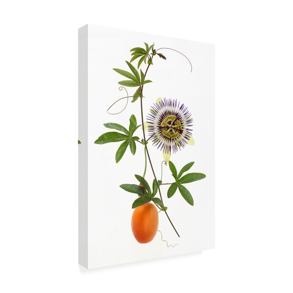 Brian Haslam 'Passion Flower' Canvas Art,30x47